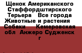 Щенок Американского Стаффордштирского Терьера - Все города Животные и растения » Собаки   . Кемеровская обл.,Анжеро-Судженск г.